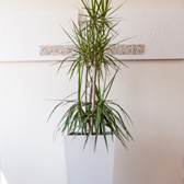 free standing plants